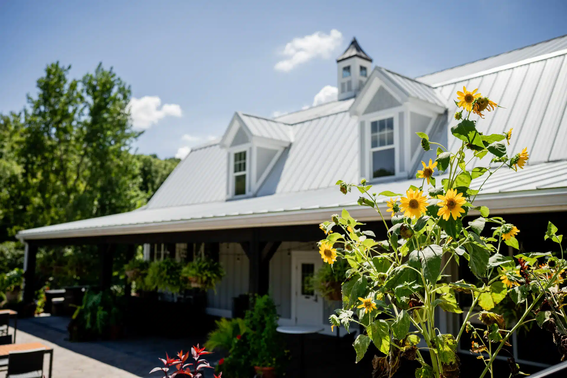 Sun Flower Hill Farm sunflowers in front of white barn wedding venue